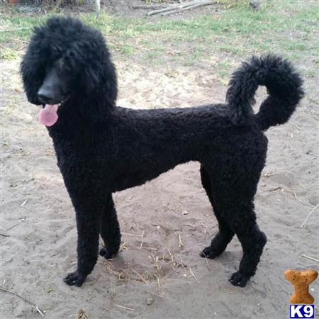 highlandpoodles1 Picture 3